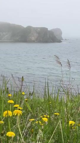 The camera is positioned at ground level, looking out over the ocean toward a misty headland.  Bright yellow dandelions and green grass fill the foreground. Two slender stalks of grain sway in the breeze. The ocean has small waves. The headland appears grey and is partially obscured by fog.  The sky is overcast and a pale white.