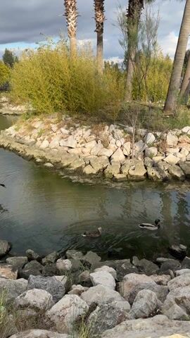 The video shows a pond in a park, lined with large white rocks. In the first shot, three ducks are in the water and two are taking flight. The next shot shows the pond extending through the park landscape. A duck stands briefly on some rocks before taking flight. The pond is still, reflecting the sky. Palm trees flank the edge of the pond. The park behind the pond has a variety of small trees, manicured grass, benches, and lampposts. In the background, a tall mountain is visible, topped with clouds.