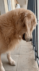 Golden Retriever on Tbilisi balcony, Azerbaijan souvenir documented
