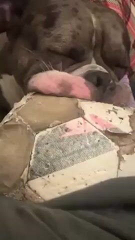 Here is a description of the video:
The video shows a brindle-colored dog sleeping soundly, resting its head on what appears to be a heavily worn, possibly chewed-up, ball. The ball's surface is torn and patched. The dog has a pinkish nose and white whiskers. The dog is lying on a person's lap, with a gray shirt visible beneath the ball. A bit of a plaid pattern is visible in the background. The camera is static.