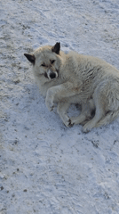 Dog rests in snowy Russian landscape during winter evening