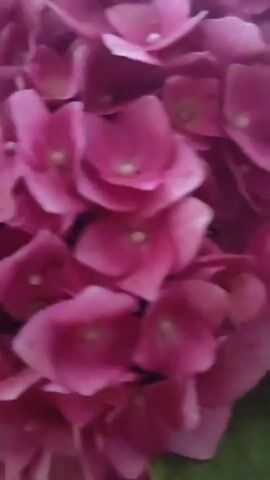 A close-up, slightly blurry video shows pink hydrangeas with green leaves. The camera moves slowly, focusing on the texture and color of the flowers and foliage. The lighting is soft and natural.