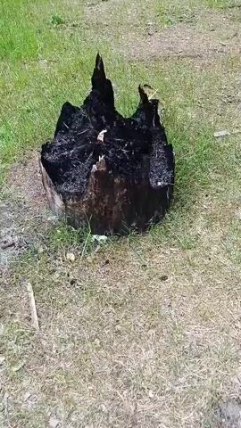 A close-up, high-angle shot shows a burnt tree stump with black, charred wood on top and a lighter brown wood trunk. The stump is surrounded by green grass and dry dirt. The camera pans slightly to the left, revealing more of the grassy area.