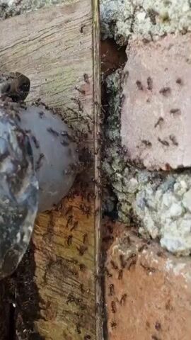 The video shows a close-up view of numerous ants swarming around a crack between a wooden surface and a brick wall. A grey, round object, possibly a piece of plastic or a large seed, is partially visible on the left side of the frame, also covered in ants. The ants are moving in various directions, with some appearing to be entering or exiting the crack. The environment suggests an outdoor or possibly a damp indoor setting, with visible textures of wood grain, brick, and some debris.