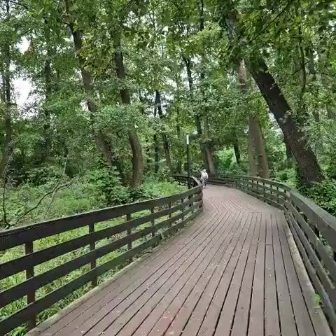 The video shows a wooden boardwalk winding through a lush green forest. Tall trees with dense foliage line the path, creating a canopy overhead. A single person is seen walking away from the camera on the boardwalk. The person appears to be dressed in light-colored clothing and is walking at a moderate pace. The boardwalk is made of wooden planks and has a dark wooden railing on either side. The surrounding vegetation is green and abundant, suggesting a natural and possibly damp environment. The lighting suggests it is daytime, with some dappled sunlight filtering through the trees.
