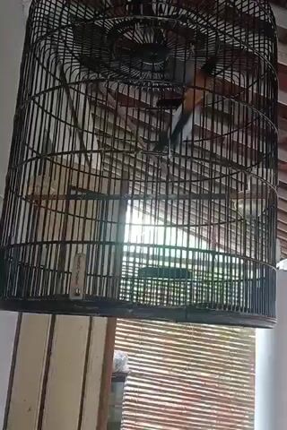 A birdcage hangs from the ceiling, filled with a bird. The cage is made of dark, thin bars arranged vertically and horizontally. Inside the cage, a small bird with dark and light feathers is perched on a wooden rod. The bird is partially obscured by the bars of the cage. Light filters in from behind the cage, suggesting an outdoor setting or a window. The background consists of what appears to be a bamboo-like blind and part of a wooden structure. The camera is positioned below the cage, looking upwards. The video shows the bird moving slightly within the cage.