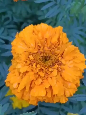 The video shows a close-up view of marigold flowers. The flowers are primarily orange and yellow, with some darker orange hues in the center of the orange blooms. The petals are ruffled and dense, creating a full, rounded shape. The leaves are green and feathery, with a slightly serrated edge. The background is a blur of green foliage, suggesting the flowers are growing in a garden or a natural setting. The camera pans slightly, showing different angles of the flowers and their surroundings. There are no people or animals visible in the video. The lighting appears to be natural daylight.