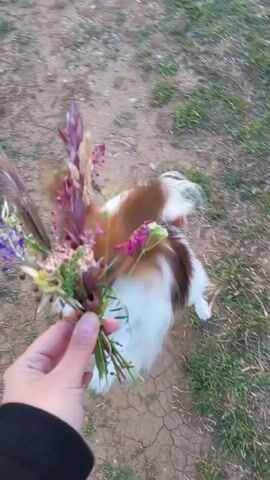 The video features a close-up of a human hand holding a small, rustic bouquet of wildflowers. The bouquet consists of various blooms, including spiky purple and pink flowers, some lighter pale yellow or white flowers, and green stems and foliage.

In the background, a small, fluffy dog with distinct brown and white fur is prominently visible. The dog appears to be a spaniel-type breed, characterized by its long, flowing white fur on its tail and chest, contrasting with brown patches on its body and head. The dog is intently focused on the wildflowers, turning its head towards them as if sniffing or observing them closely.

The setting is outdoors, with the ground composed of dry, cracked earth interspersed with patches of green grass. The lighting suggests it is daytime. The scene depicts a gentle interaction between a human and their curious pet amidst a natural, rural or semi-rural environment. No visible text is present.
