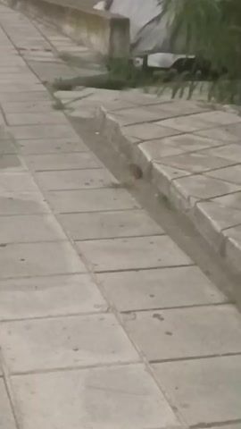 The video shows a section of a concrete sidewalk with square tiles. A low, damaged concrete barrier runs alongside the sidewalk, bordering a drainage ditch. Some sparse green vegetation is visible growing in and around the ditch, as well as behind the barrier. The lighting suggests it is either dusk or an overcast day. The camera is positioned at a low angle, looking down the sidewalk.