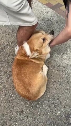 The video shows a corgi dog lying on its side on a paved surface. Two people are interacting with the dog. One person's legs are visible from the knees down, wearing white shorts and white sneakers, with one foot resting near the dog's head. Another person's hand is petting the dog's chin and head. The dog is looking up with its mouth open, and its tongue is slightly visible. The dog appears to be enjoying the attention. The environment is outdoors, with a textured gray paved surface.