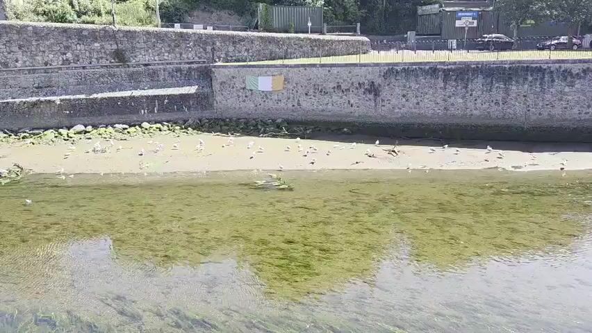 A wide shot shows a calm body of water with visible underwater vegetation. On the sandy bank, numerous white birds, likely seagulls, are scattered. Above the bank, a stone wall runs horizontally, and a fence is visible behind it. A flag, with vertical stripes of green, white, and orange, is affixed to the wall. In the background, beyond the fence, there are buildings and a few parked cars. The overall scene suggests an outdoor environment, possibly a river or harbor, on a bright, sunny day.