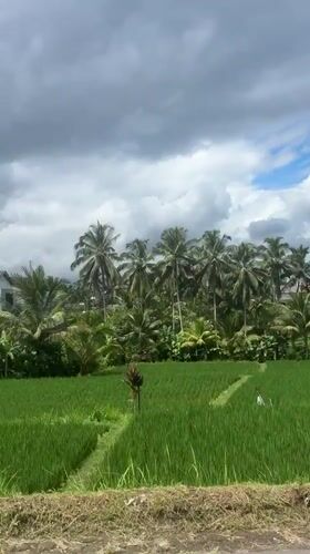 Early morning activity captured in Tegallalang rice terraces