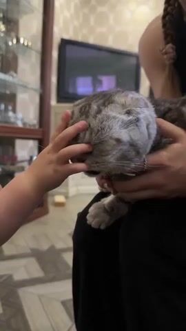 A close-up shot shows a person's hand gently petting a Scottish Fold cat. The cat, which is grey and white with tabby markings, is being held by another person. The cat's eyes are closed, and it appears to be enjoying the petting. In the background, a child is walking away, and a television is visible. The environment appears to be a living room.