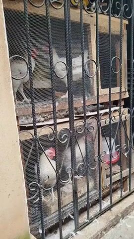 The video shows a close-up view of two wooden coops stacked vertically, each enclosed with mesh wire and secured by a decorative metal gate. The coops are holding chickens. The top coop has at least two white chickens visible. The bottom coop also contains white chickens, and a red water dispenser is attached to the right side of this coop. The background appears to be an outdoor setting, possibly a wall next to the coops. The lighting suggests it is daytime.