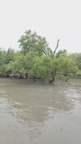 A video captures a boat ride through a mangrove forest. The murky brown water of a river reflects the overcast sky and the lush green foliage of the trees. The trees, with their roots exposed, grow directly out of the water, creating a dense and vibrant ecosystem. The camera pans slowly, offering a panoramic view of the serene and natural landscape.