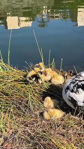 A still, eye-level shot depicts a cluster of ducklings resting in a grassy area beside a body of water. A parent duck stands guard nearby. The ducklings are primarily yellow, with a few displaying black markings on their backs. They are huddled close together, some appearing to be asleep. The parent duck has black and white plumage. The grassy area consists of dry, yellowed grass and reeds. The water surface reflects the image of a building, suggesting an urban or suburban setting. The lighting is bright and sunny, highlighting the yellow of the ducklings.