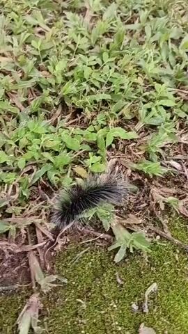 A black, hairy caterpillar crawls across a patch of mossy ground covered in grass and leaves. The camera is positioned close to the ground, providing a detailed view of the caterpillar's movement and its fuzzy texture. The background consists of blurred green grass and brown soil, suggesting an outdoor environment. The video is short, lasting only a few seconds, and focuses solely on the caterpillar's locomotion.