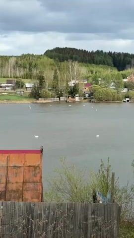 The video shows a gray lake with several white swans swimming in it. On the opposite shore are several houses with trees in the background. A portion of a reddish-orange roof and a weathered wooden fence are visible in the foreground. The sky is overcast. The video is a still shot.