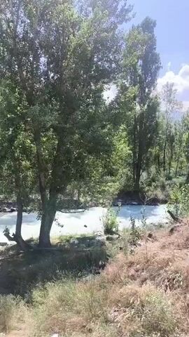 A video displays a wide river flowing rapidly between a wooded bank on the left and a tree-lined bank on the right. The water is a bright, milky white, suggesting a high mineral content or turbulence. The riverbanks are covered in green trees and shrubs, with some dry brush and rocks in the foreground. The sky is a clear blue, and the lighting indicates it is daytime. The camera pans slowly from left to right, capturing the movement of the water and the lush vegetation. There are no people or animals visible in the video.