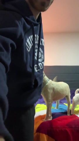 A man in a navy blue hoodie and black shorts stands near a bed with two small dogs. The bed has a gray headboard and a multi-colored quilt with purple, yellow, blue, red and orange sections. One dog is light brown and the other is white. The man interacts with the dogs, picking up the light brown one and holding its front paws. The other dog stands on the bed nearby. The room has a light-colored wall, a white side table with a lamp on it, and a hanging light fixture on the ceiling.