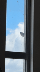 Bird strikes window in Sofia, recovers and flies away
