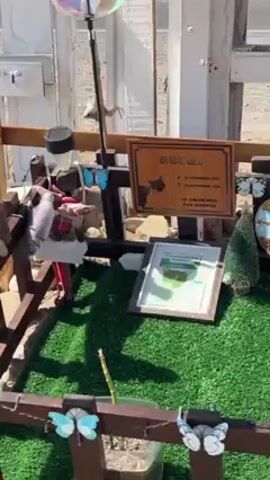 The video shows a small pet memorial in an outdoor setting. The memorial is surrounded by a small wooden fence adorned with decorative butterflies. Inside the fence, artificial green turf covers the ground. A wooden sign with a cat silhouette and text in Spanish is visible. A framed picture, a small artificial Christmas tree, and a wind chime are among the items arranged on the turf. The fence appears to be partly constructed from recycled materials, adding to the personal and homemade feel of the memorial. The background suggests a dry, possibly desert-like environment, with muted colors.
