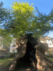 Morning park visitors explore hollow tree, decorative structures in Edessa