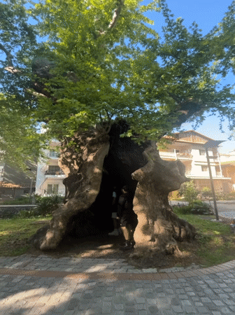 Morning park visitors explore hollow tree, decorative structures in Edessa