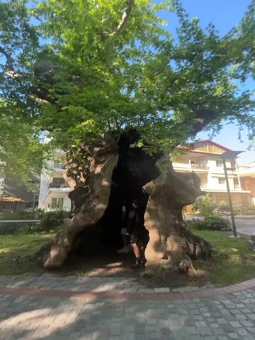 The camera looks up from the base of a large tree, whose trunk has a hollow opening into it, to the treetop.  Two people stand inside the opening. The camera then pivots rightward across other trees, to see a street lamp and a paved road.  Sunlight shines through the tree leaves.