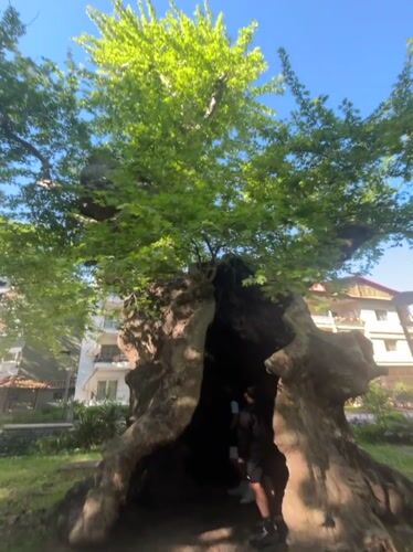 Morning park visitors explore hollow tree, decorative structures in Edessa
