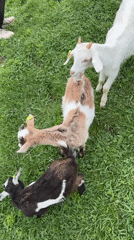Farm animals observed at Progress, Russia sanctuary attraction