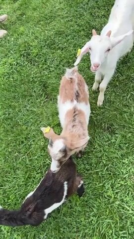 The scene depicts three small goats standing on a green grassy field. A white goat is on the upper right, a tan and white goat is in the center, and a black and white goat is on the bottom left. All three goats have small horns and yellow tags on their ears. The white goat appears to be nuzzling the tan and white goat. In the upper left, partially visible, are the legs and shoes of a person. The focus of the scene is on the three goats interacting in the grassy area.