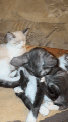 Kittens sleeping and grooming on a quiet evening at home