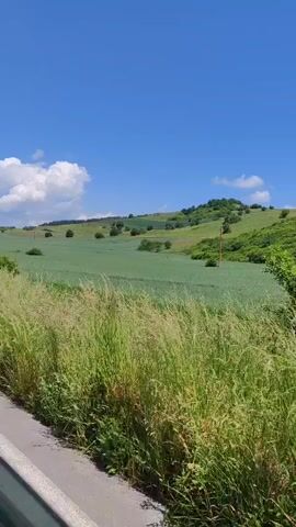 The video shows a bright, sunny day with a clear blue sky and a few white clouds. The camera is moving, presumably from a car, showing a verdant landscape. On the left side of the frame, there's a paved road or shoulder, indicating motion. The foreground is dominated by lush green grass and weeds, some of which appear to be tall, with a few red poppies visible. In the midground, there are expansive fields of green crops, possibly young wheat or barley, stretching towards rolling hills in the background. Scattered trees and small bushes dot the fields and hills. The overall impression is a scenic drive through a rural, natural environment.