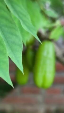 This is a close-up shot of several unripe, green fruits hanging from a branch of a tree. The fruits are elongated and have a ribbed texture. They are clustered together on the branch. The background is blurred but appears to be a brick wall. The leaves of the tree are also visible and are a vibrant green.