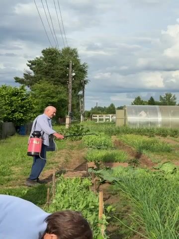 A man is spraying plants in a garden. He is wearing a light blue shirt and dark blue pants. He has a red sprayer on his back. The garden has rows of green plants, including what appears to be peas and lettuce. In the background, there is a greenhouse and trees. The sky is cloudy.