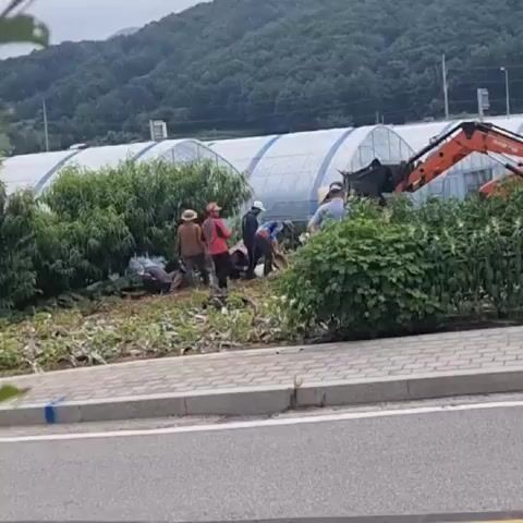A group of people are gathered in an outdoor area near some greenhouses. One person is operating an orange excavator. Several other individuals are in the vicinity, some appearing to be working on the ground or near the excavator. There are trees and bushes present. The ground is covered with debris, possibly vegetation. A paved pathway runs in the foreground. Mountains are visible in the background.