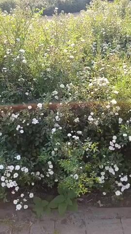 This media file shows a sunlit garden scene with numerous white flowers, likely roses, in full bloom. The plants are dense and cover a significant area, creating a lush green backdrop for the white blossoms. The sunlight filters through the leaves, casting dappled shadows and creating a warm, inviting atmosphere. Some of the flowers are in clusters, while others are scattered throughout the greenery. There are also some taller plants with larger leaves interspersed among the flowering bushes. The ground in the foreground appears to be paved with brick or stone, suggesting a pathway or garden edge. The overall scene conveys a sense of natural beauty and tranquility, possibly captured during a pleasant day. There is no visible text within the media. The time of day appears to be late afternoon or early evening, given the warm, golden quality of the sunlight. The weather seems to be clear and sunny. The location context suggests this scene is from Stryków, Poland.