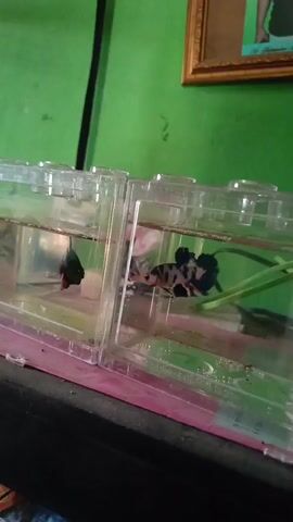 The video shows two betta fish in separate clear plastic containers. The container on the left holds a betta fish that is predominantly dark blue with red fins. The container on the right holds a betta fish with a multi-colored pattern of black, white, and orange, with blue accents on its fins. Both containers are filled with water and have green artificial plants inside. The containers are placed side-by-side on a dark surface, possibly a shelf or table. Behind the containers, a green wall is visible, and a framed picture hangs on it. The lighting appears to be artificial, casting shadows on the scene. The video focuses on the fish within their enclosures.