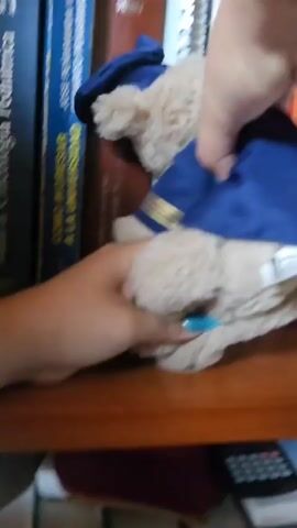 A person with manicured turquoise nails is holding a beige teddy bear dressed in a dark blue nautical uniform. The bear is a "Tiamo Collection" bear. The person's hands are manipulating the bear. A red bracelet with a white bead is visible on the person's wrist. The bear is being held near a bookshelf, with various books visible in the background. The bookshelf appears to be made of wood.