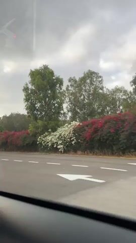 The video shows a view from inside a vehicle looking out the side window at a road and roadside scenery. The road has white and yellow lane markings. On the right side of the road, there is a long hedge with red and white flowers. Behind the hedge, there are trees and a power line tower. In the distance, there is a palm tree and some buildings that appear to be a checkpoint or entrance. The sky is cloudy.
