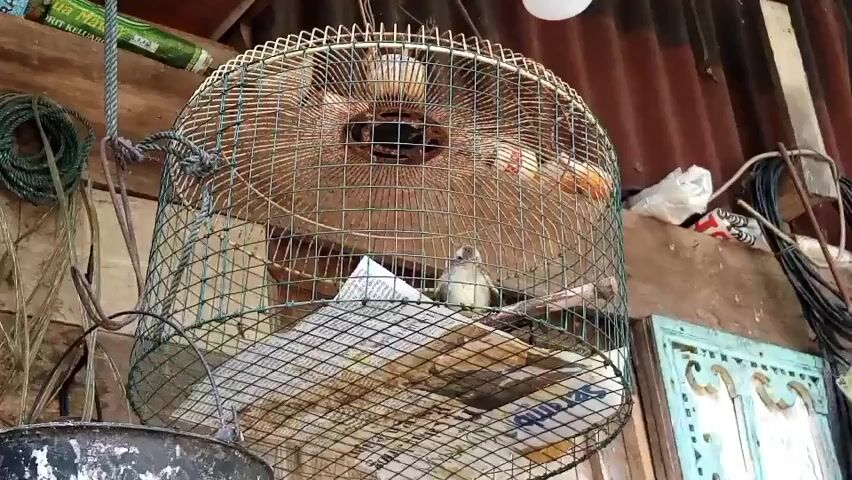 A small bird is perched inside a round birdcage made of wire mesh. The bird is light brown and white with a short beak. The cage has a newspaper lining the bottom. The cage is hanging from a piece of rope tied to a wooden beam. In the background, there is a corrugated metal roof, wooden walls, and various objects including coiled rope, a bucket, and electrical wires. The scene appears to be outdoors in a rustic setting.