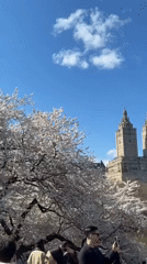 Cherry blossoms bloom in Central Park on spring day