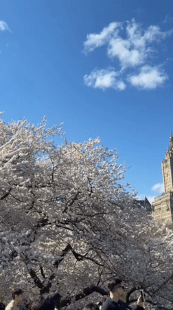 Cherry blossoms bloom in Central Park on spring day