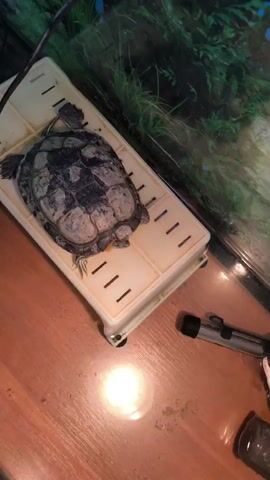 A turtle is on a plastic platform. The turtle has a dark shell with lighter patches. There are slots on the platform. The turtle's head is extended. There is a glass enclosure with plants in the background. A black heater is visible on the right side of the enclosure. The platform is on a wooden surface.