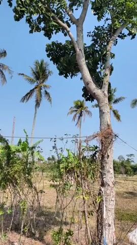 The video pans across an outdoor scene under a clear blue sky. In the foreground, a large tree trunk is visible, with vines wrapped around it. Behind the tree, several tall palm trees and banana plants are seen. A field of dry grass and some saplings extends into the background. In the right side of the frame, a yellow sign with red lettering is attached to a wooden post. The sign contains text in Indonesian, indicating a prohibition against building. The camera continues to pan, revealing more palm trees and a power line running overhead. The overall environment appears to be rural or semi-rural, possibly in a tropical or subtropical region.
