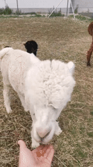 Alpacas, a Soviet bus, and a brick chimney in Prague