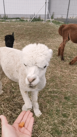 Alpacas, a Soviet bus, and a brick chimney in Prague