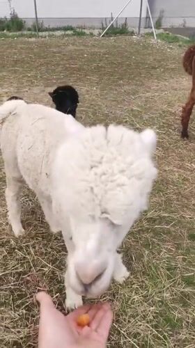 Alpacas, a Soviet bus, and a brick chimney in Prague