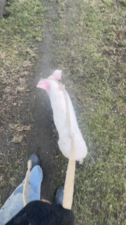 Person walks pig on leash in Belarus